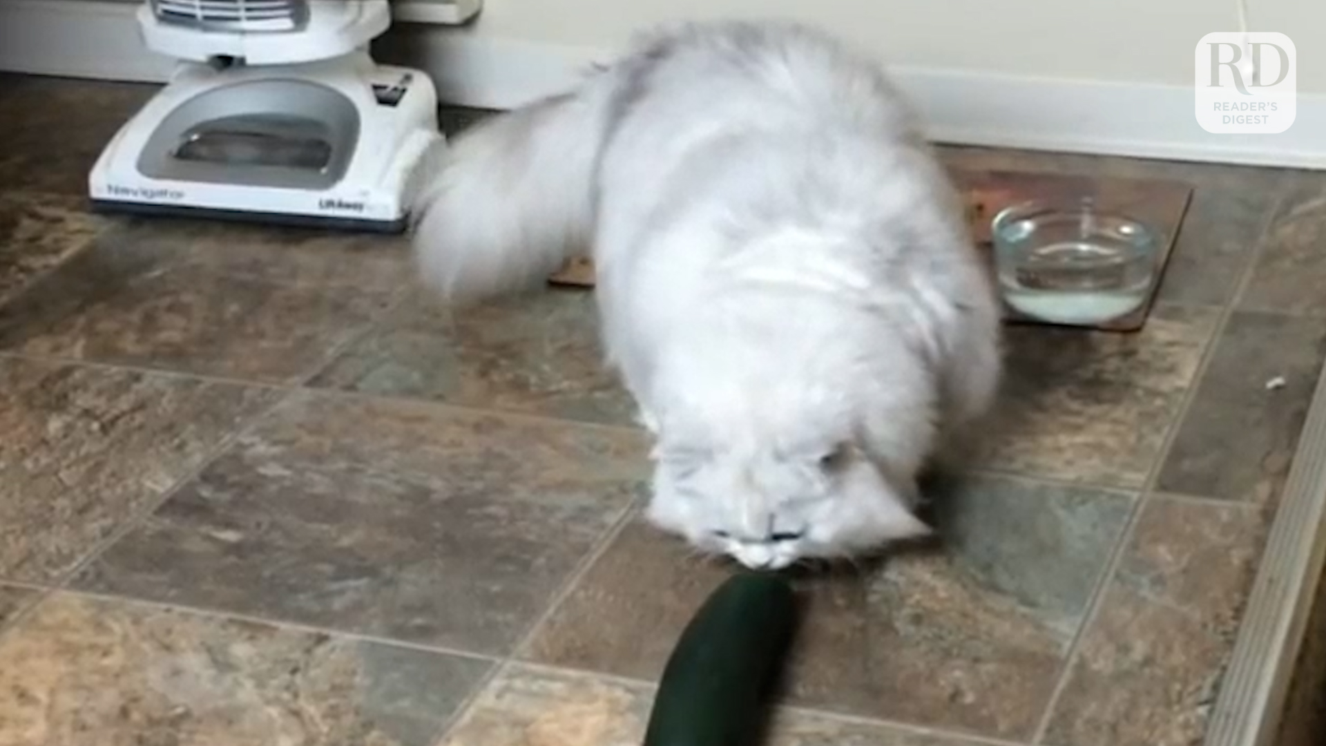 Cucumber prank on discount cats